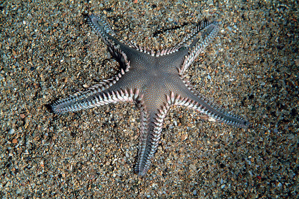 Astropecten platyacanthus e Astropecten spinulosus